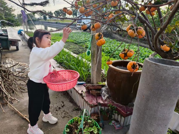 霜来秋色浓 童趣满深秋