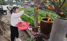 霜来秋色浓 童趣满深秋